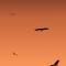 This is Vulture Country