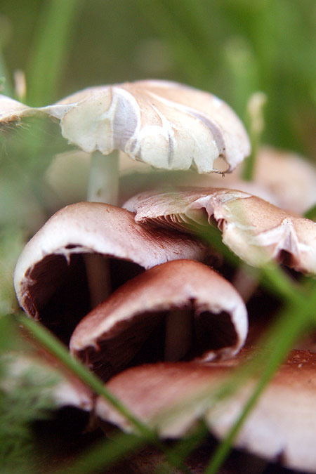 Shrooms