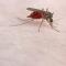 Mosquito